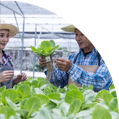 Farmers inspecting healthy lettuce plants in a greenhouse.