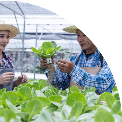 A researcher inspects fresh lettuce crop in a greenhouse for quality assessment.