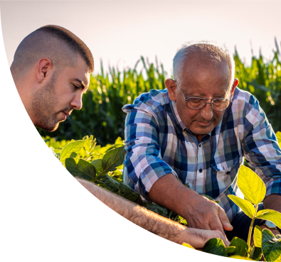 An elderly man and a young man examining plant crops in the field for academic research.