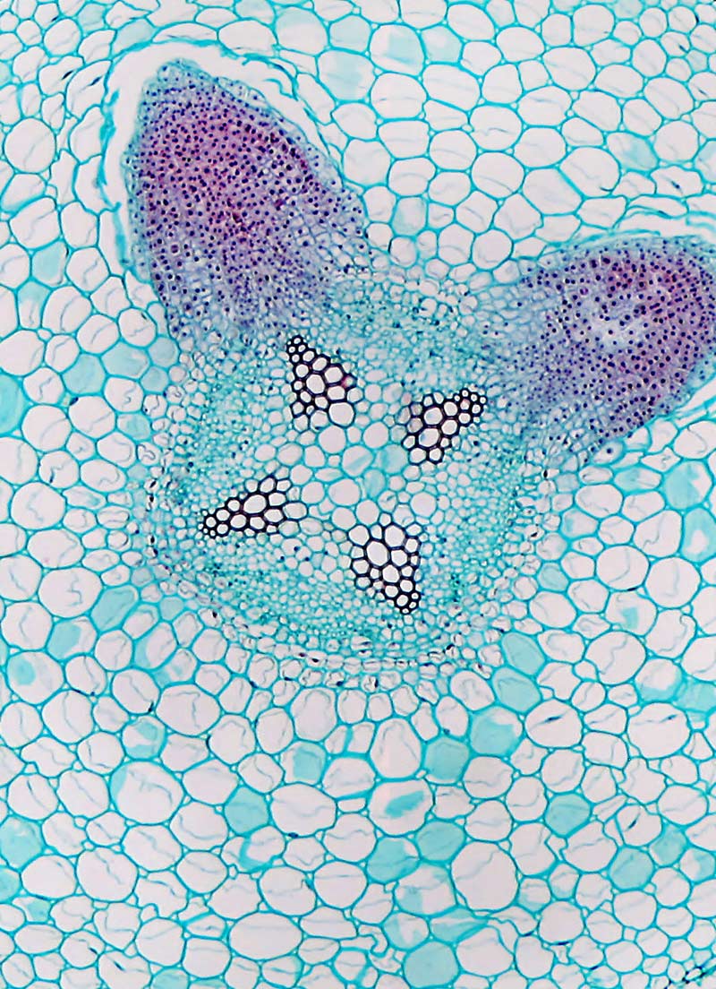 Microscopic view of a plant root tissue showing vascular and cellular structures.