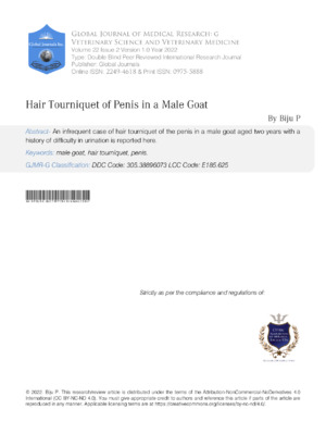 Close-up of a male goat's penis demonstrating hair tourniquet syndrome, a rare condition affecting veterinary health.