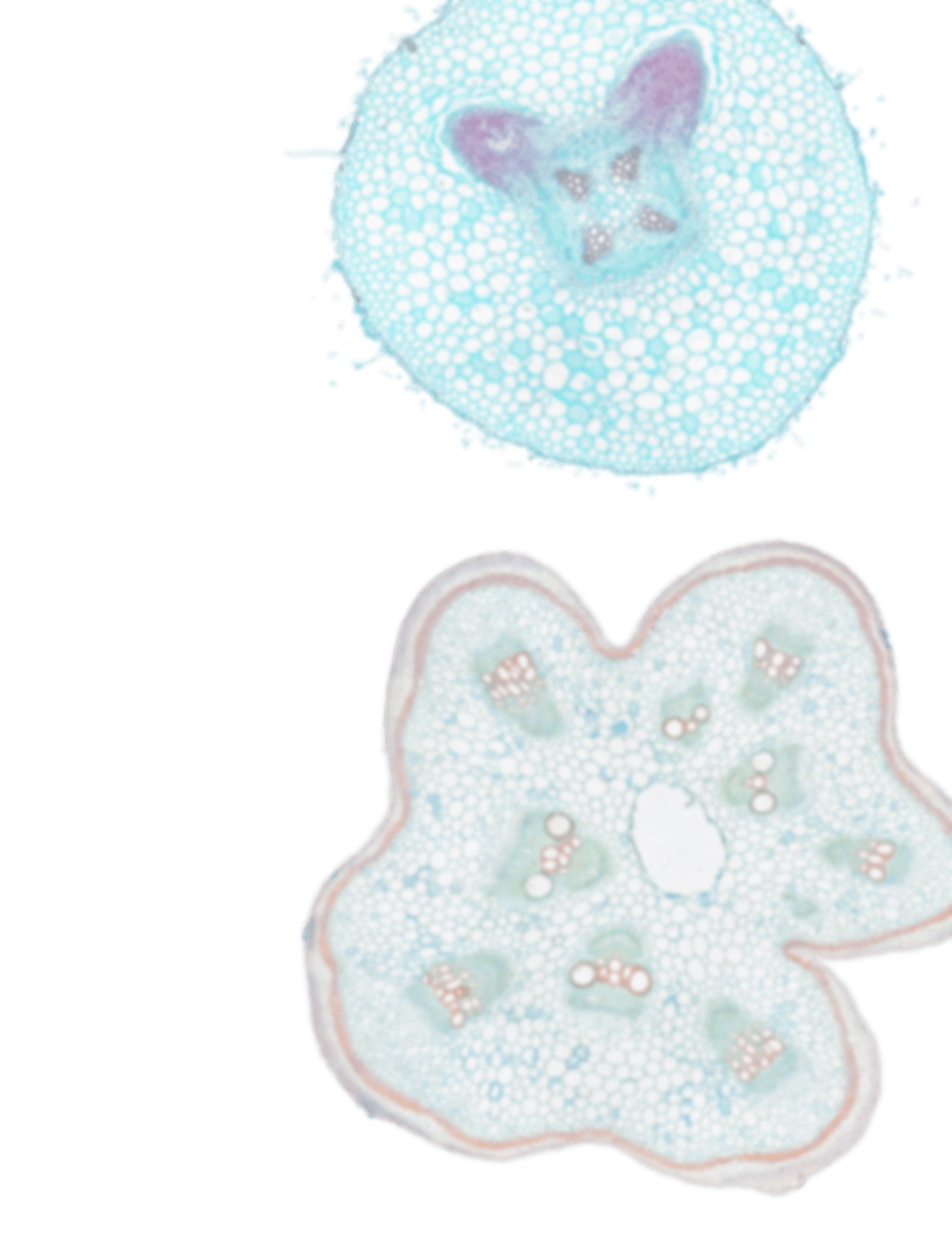 Microscopic view of plant cells with chloroplasts in blue and purple shades.