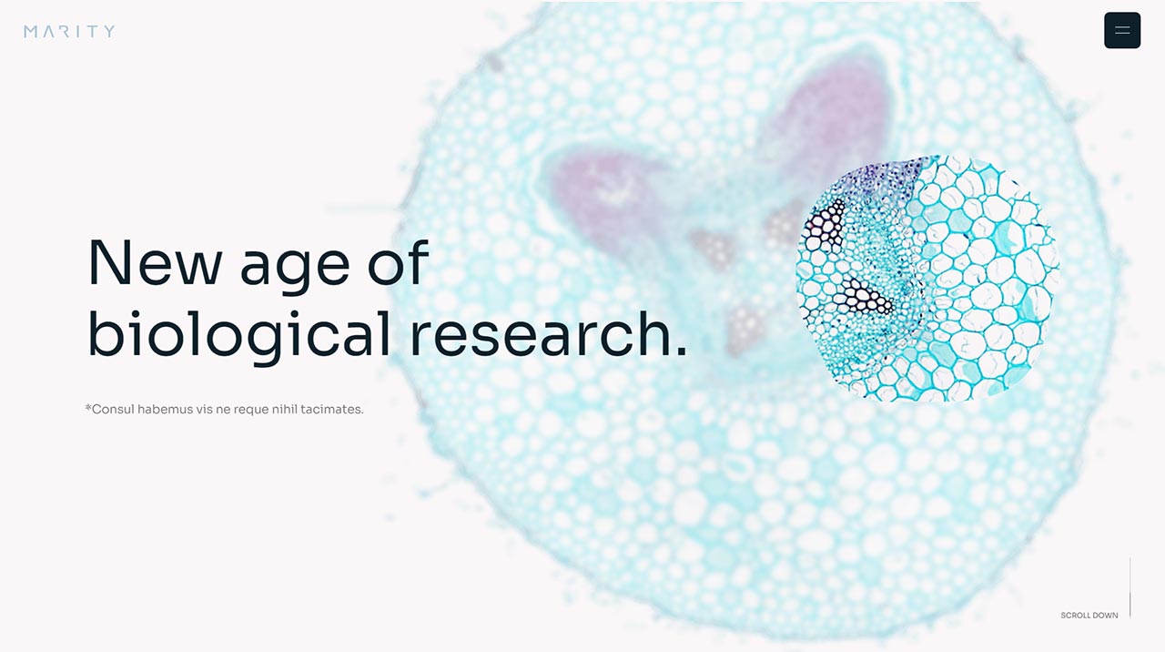 High-resolution image of cellular structures emphasizing biological research.