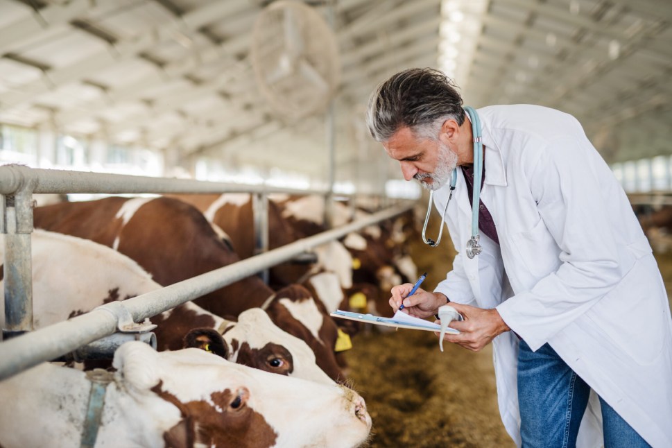 Veterinarian examining cows at a dairy farm with a clipboard and stethoscope for livestock health.